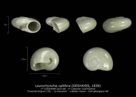 GA33-08 Leucorhynchia callifera