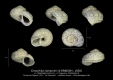 GA33-10 Cirsochilus lamarckii