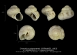 GA33-13 Cirsochilus grignonensis