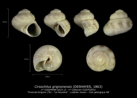 GA33-13 Cirsochilus grignonensis