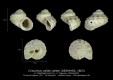 GA33-15 Cirsochilus caillati caillati