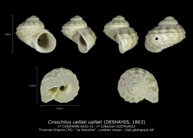 GA33-15 Cirsochilus caillati caillati