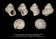 GA33-15' Cirsochilus caillati manophorus