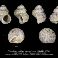 GA33-15' Cirsochilus caillati manophorus