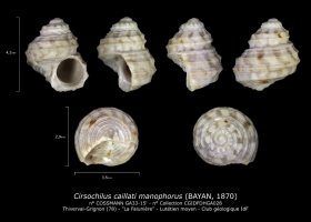 GA33-15' Cirsochilus caillati manophorus