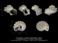 GA33-16 Cirsochilus cristatus