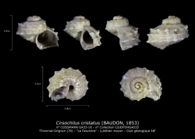 GA33-16 Cirsochilus cristatus