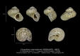 GA33-18 Collonia macrostoma