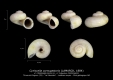 GA33-19 Cyniscella cornupastoris