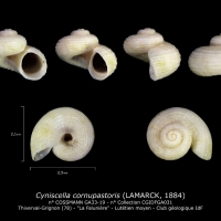 GA33-19 Cyniscella cornupastoris