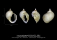 GA68-02 Lacunaria turgida
