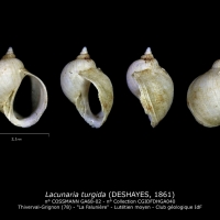 GA68-02 Lacunaria turgida