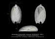 GA9-06 Entomella cymbiola