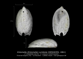 GA9-06 Entomella cymbiola