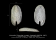 GA9-07 Entomella clypeata clypeata
