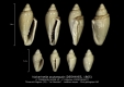 GA208-10 Volvarinella acutangula
