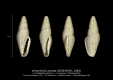 GA208-G Volvarinella arctata