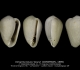 GA208-15 Volvarina bouryi bouryi