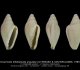 GA208-C Volvarinella bifidoplicata angulata