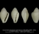 GA208-F Volvarinella stenostoma stenostoma