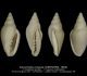 GA208-J Volvarinella crassula
