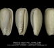 GA208bis-E Gibberula vittata catei
