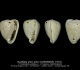 GA208bis-H Nudifaba allixi allixi