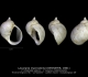 GA68-01 Lacunaria macrostoma