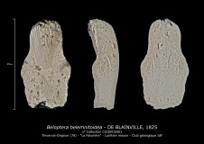 Beloptera belemnitoidea, Famille BELOPTERIDAE