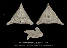 Belosepia brevispina, Famille BELOPTERIDAE, Sous-famille BELOSEPIINAE
