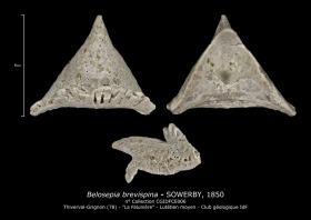 Belosepia brevispina