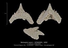 Belosepia oweni, Famille BELOPTERIDAE, Sous-famille BELOSEPIINAE