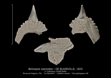 Belosepia sepioidea, Famille BELOPTERIDAE, Sous-famille BELOSEPIINAE