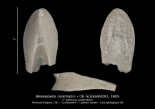 Belosepiella cossmanni, Famille BELOSEPIELLIDAE