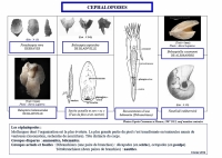 Céphalopodes