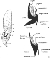 Morphologie des zones apicales de Belosepia et Sepia - coupes longitudinales médianes. A- Belosepia (selon MUNIER-CHALMAS). r,r : rostre; n: coude nacré, s siphon; c cloison; p: phragmocône. B - Belosepia (selon NAEF 1922). C - Sepia (selon NAEF 1922). Yannicke Dauphin (MNHN)   "Microstructures des céphalopodes : le rostre de Belosepia in Paläontologische Zeitschrift (1984)