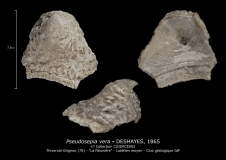 Pseudosepia vera, Famille SEPIIDAE