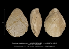 Terebratulata bisinuata
