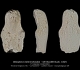 Beloptera belemnitoidea, Famille BELOPTERIDAE