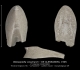 Belosepiella cossmanni, Famille BELOSEPIELLIDAE
