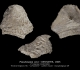 Pseudosepia vera, Famille SEPIIDAE