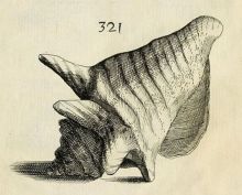 Aliger gigas (Linnaeus, 1758) - Ricreatione dell occhio e  della mente...(1684) - Filippo-Buonanni (1638-1723)