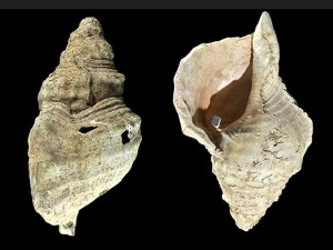 C. Fritz - CNRS le journal Un  Charonia lampas trouvée en 1931 dans la grotte ornée de Marsoulas (Haute-Garonne), datée du Magdalénien, et conservée au Muséum de Toulouse - © C. Fritz in CNRS le journal