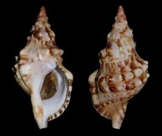 Charonia lampas (Linnaeus, 1758) - "Triton à bosses" - ©  Merlin Charon