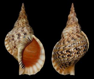 Charonia tritonis (Linnaeus, 1758)  appelé 'triton géant' - © Merlin Charon