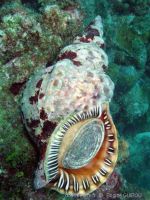 Charonia variegata (Lamarck,1816) - "Triton dentelé"- © Goyeau Alain in Doris