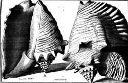 Murex maximus -  Niccolò Gualtieri in "Index Testarum Conchyliorum, quae adservantur in Museo Nicolai Gualtieri" (1742)
