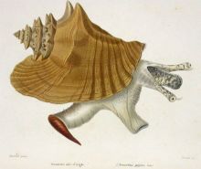 Aliger gigas (Linnaeus, 1758) (1843) - Louis Charles Kiener (1799-1881)