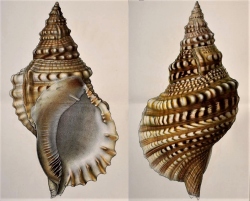 Triton nodiferum (Lamarck-1822) - syn. de Charonia Tritonis - Iconographie der schalentragenden europaischen Meeresconchylien pl 34 (1887)