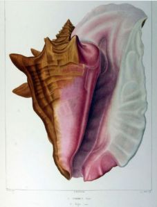 Aliger gigas (Linnaeus, 1758) appelé  'strombe géant'-  Chenu " Iconographie du manuel de Conchyologie" (1854)